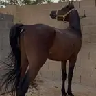 حصان شعبي لتدريب