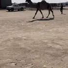 لقحه صفرا كفوو