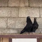 جوز رام بوري اسود صك ( تم البيع )