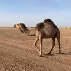بكار مفرد
