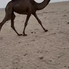 بكره صفرا