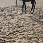 قعود فل شحم
