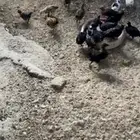 صوص بلدي و فيومي