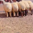جذعات مقاني طيبات