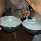 خلفه هديه مجهم حليبها وافر وحالي تحتها بكره