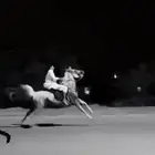 حصان واهو والبيع شعبي