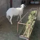 نعجة سمين