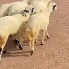 خرفان