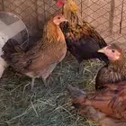 دجاجه فريه و ديك شوكي ماشاءالله تبارك الله