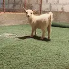 ماعز قزم ..جفره (انثى)