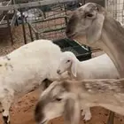 سواكن درمانيات دفيع ومواليد