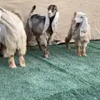 جفار عوارض صفر صنف فااخر معرفات