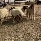 هرافى نعيم