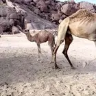 ابل