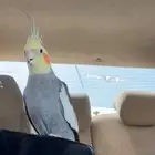 كروان مفقود
