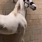 حصان رفيع وجبر