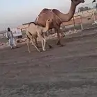 قعود ترا علي بعارين ابن عريفي الدوسري بعلمك عاد بالعلوم بعد