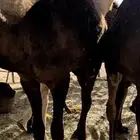 للبيع قعدان قاطعه الاوصااف