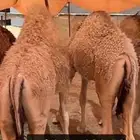 حشو على حليب اماتها ( ارباع - أثمان - أنصاص)