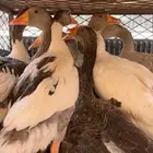 وز البيع