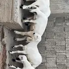 خرفان ورخال