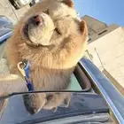 chow chow dog(Pure)