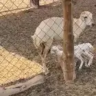 جذعه عليها وخل وطلي
