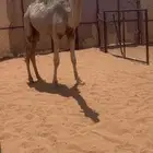 قعود رماني كفوو