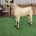 تبس بيشي صنف