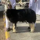 خروف نجدي