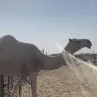 ناقه شعلاء ظروبه ونظيفه