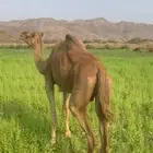 ناقه ساحليه