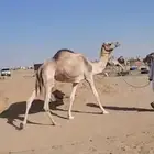 ضروبه مهجنه طيبه