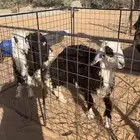 خرفان نجد سمان بالحيل