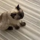 قطه مفقوده قطتين ضايعه بسه ضايعه بسه مفقوده قطه ضايعه