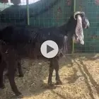 عنز ثنيه