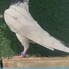 حمام باكستاني تيدي سخي