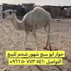 للبيع قعود شحم فل التواصل اتصال برقم