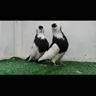 زوج بلغاري عبسي