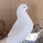 حمام باكستاني وحش