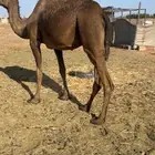 لقحه صفراء منيحه للبيع الحد 7500
