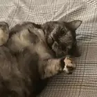 قطة انثى للتبني