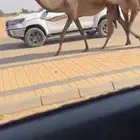 بكار كفو صفر