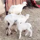 رفيد ثنايا مولده