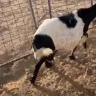 غنم حريه حاصب