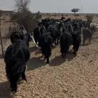 معزاء مراح واحد