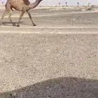 بكره مفروده صفرا كفووو