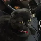قطه