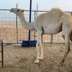 للبيع بكره