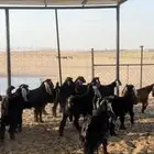 تم البيع